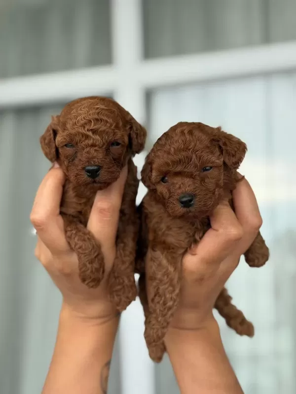 Orjinal Teacup Kore Poodle Bebekler