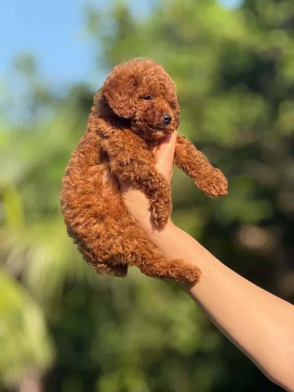 Orjinal Teacup Kore Poodle Bebekler