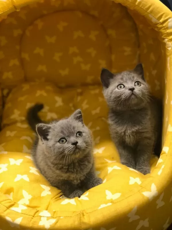 British Shorthair Gri Yavrularim