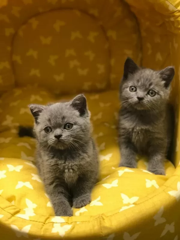 British Shorthair Gri Yavrularim