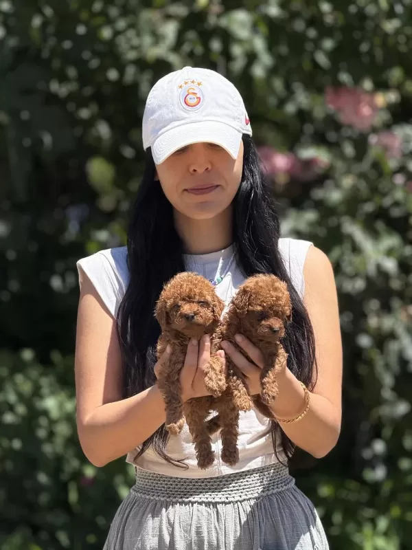 Orjinal Teacup Kore Poodle Bebekler