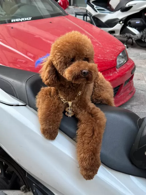 Orjinal Toy Poodle Yavrumuz