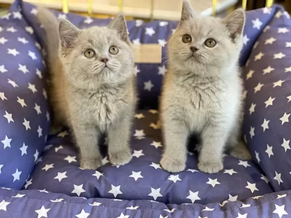 British Shorthair Yavrulari