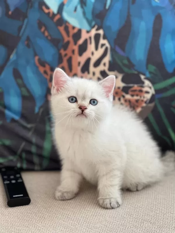 Oyuncu British Shorthair Yavrum