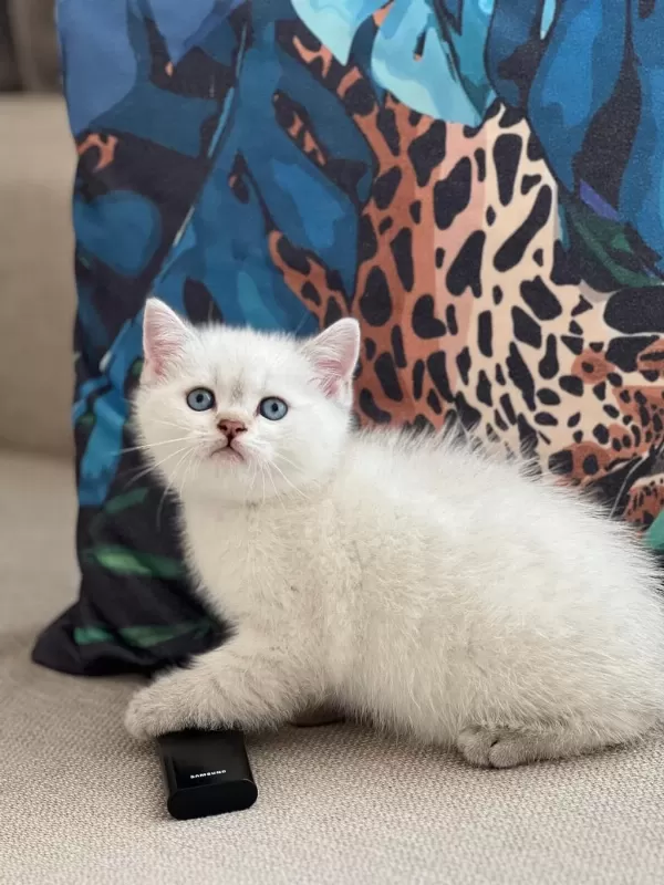 Oyuncu British Shorthair Yavrum