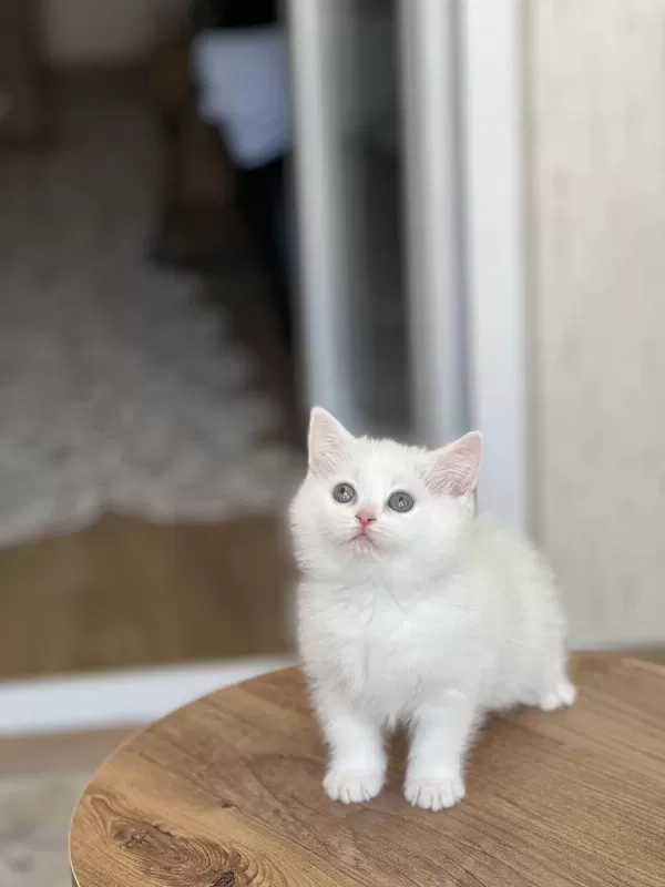 İnsan Canlisi British Shorthair Yavrum