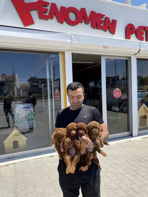 Tr Nin En Güzel Toy Poodle Yavrulari Renk Renk Ankara
