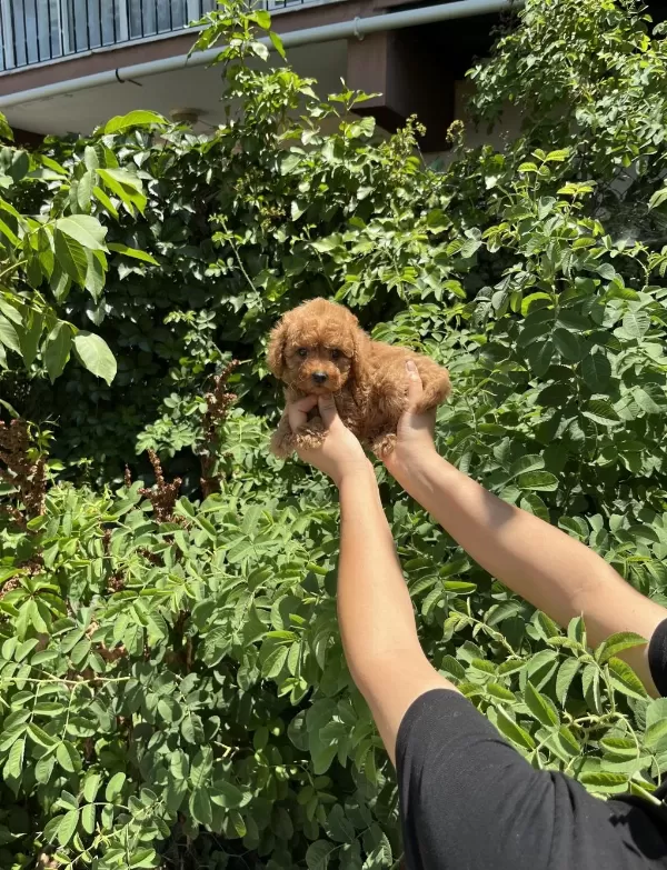 Orjinel Poodle Bebekler