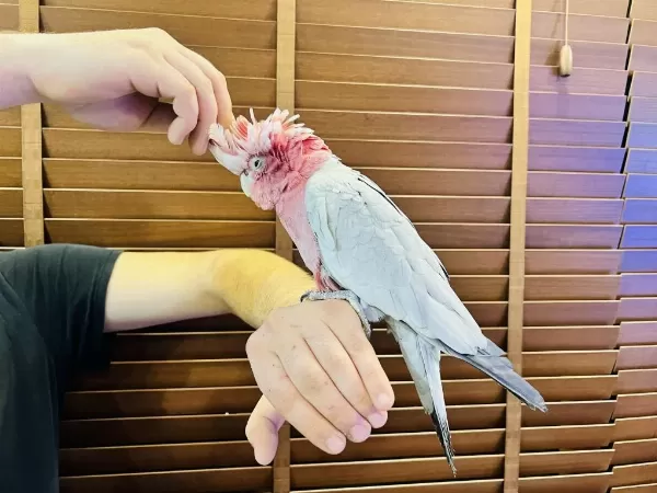 Full Evcil Eğitimli Konuşan Gül Kakadu Papağanimiz