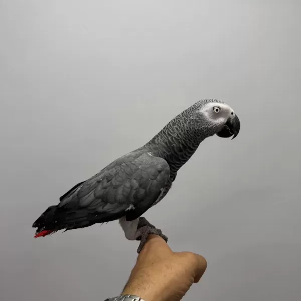 Full Evcil Konuşan Jako