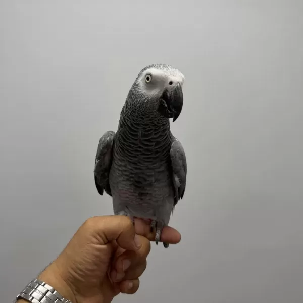 Full Evcil Konuşan Jako