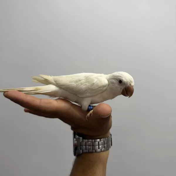 Albino Monk Papağani Kirmizi Göz