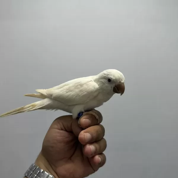 Albino Monk Papağani Kirmizi Göz