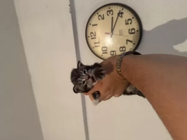 Dünya Güzeli 3 Bebek Kedimiz