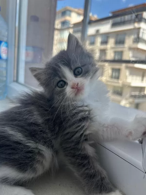 Gri Uzun Tüylü Dişi 1,5 Aylık Sevimli Yavru Kedimiz