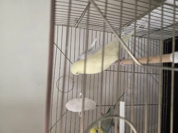 2 Yetişkin 1 Yavru Dişi 2 Yetişkin Erkek Muhabbet