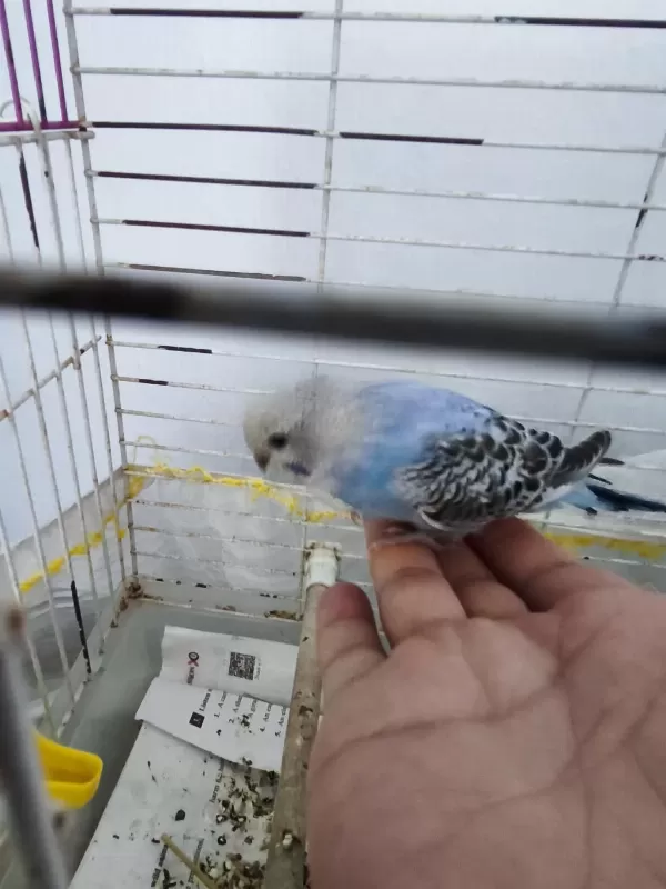 Sağlıklı Yavru Muhabbet Kuşu