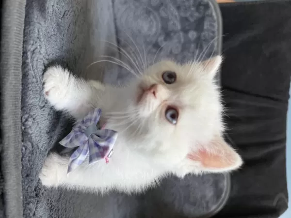 British Shorthair Point Erkek Yavru Kediş
