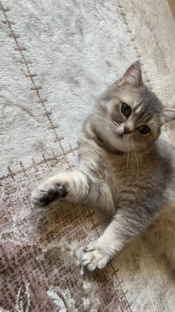 3 Yaşında British Shorthair Dişi
