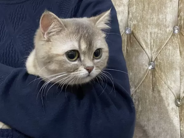 3 Yaşında British Shorthair Dişi