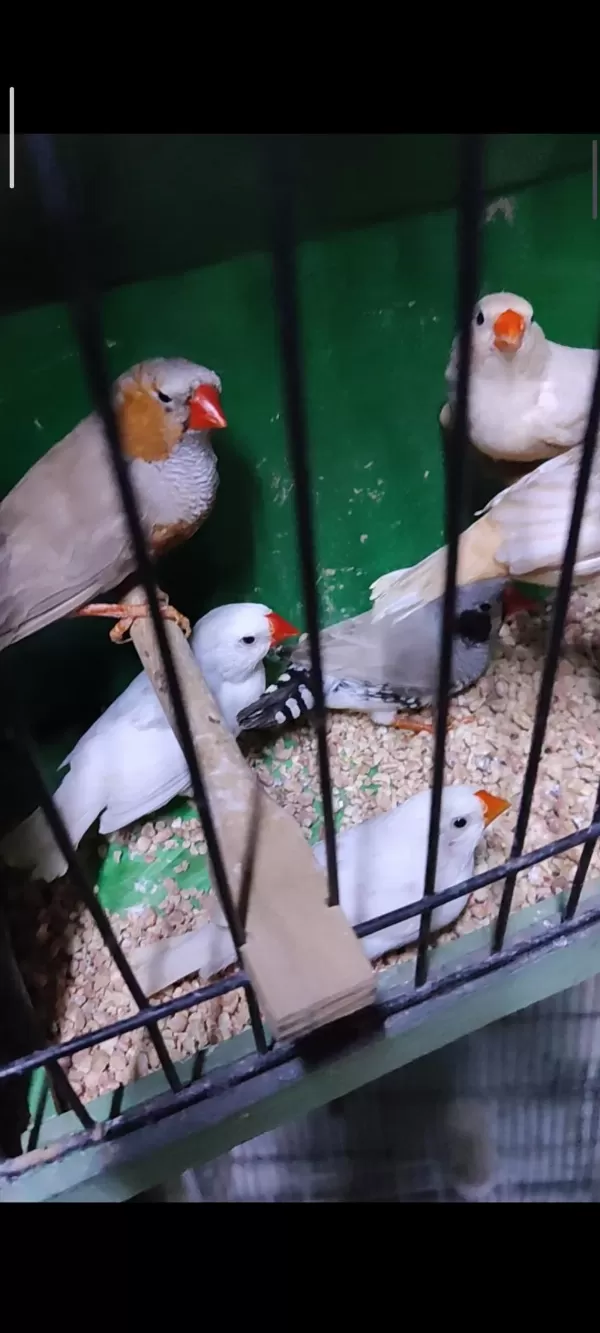Jumbo Ve Mutasyon Hint Bülbülleri