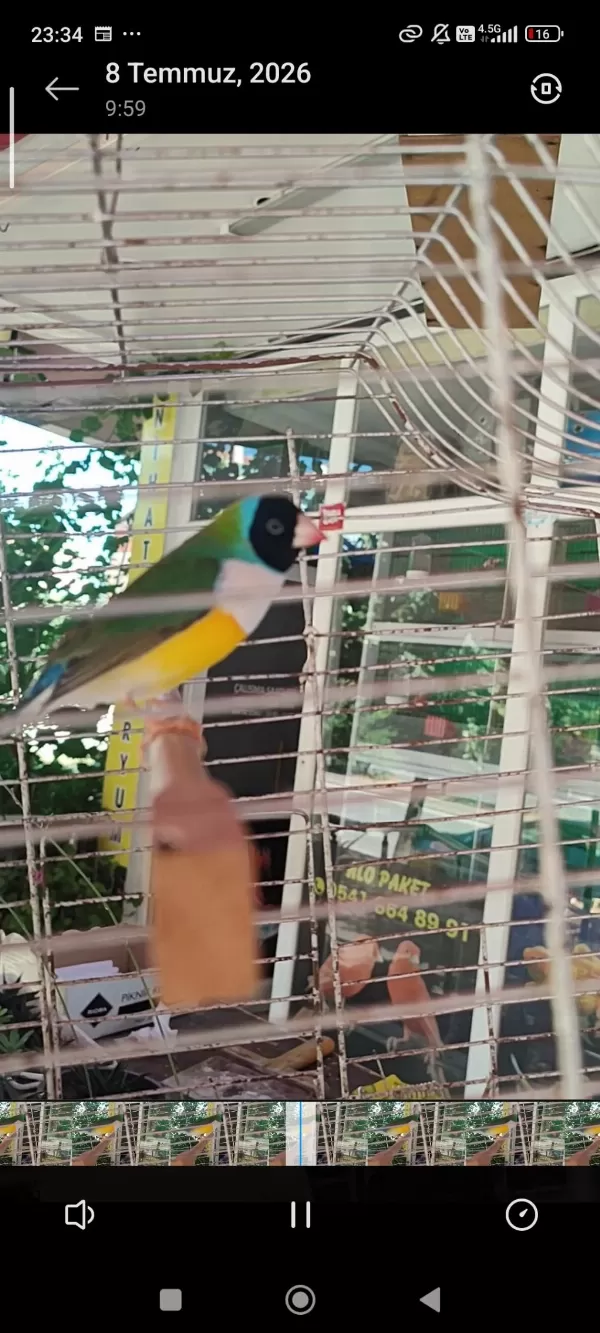 Golden Finch Gökkuşağı İspinozu