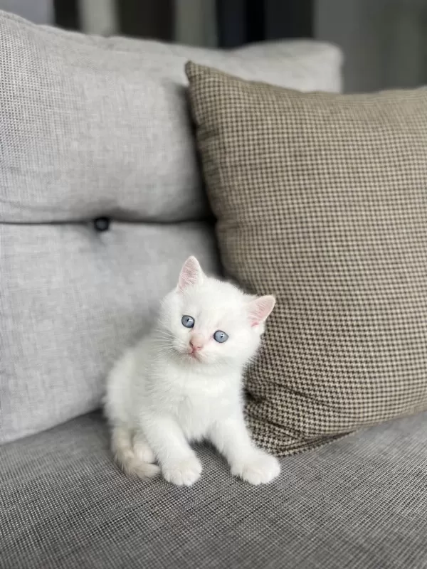 British Shorthair Red Point Yavrularim