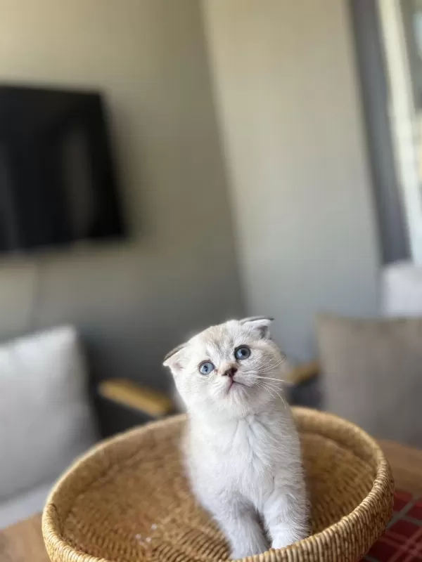 Scottish Fold Silver Yavrularim