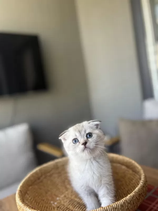 Scottish Fold Silver Yavrularim