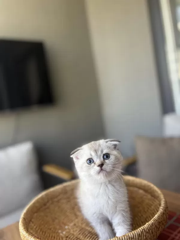 Scottish Fold Silver Yavrularim