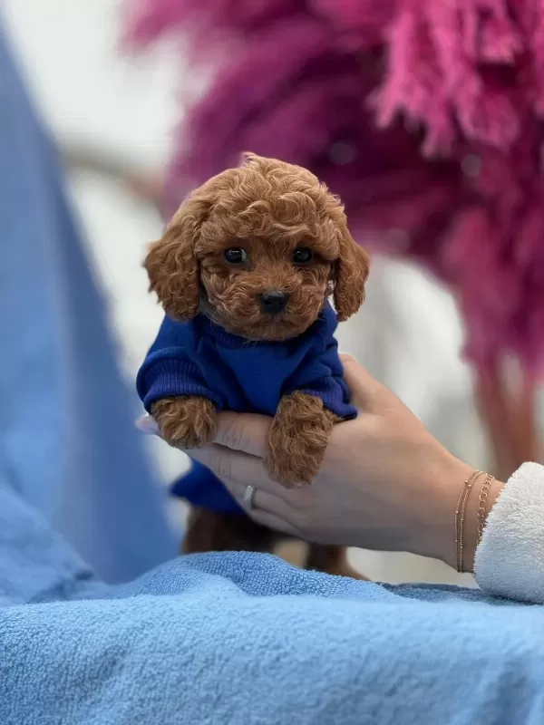 Toy Poodle Bebek Köpeklerimiz