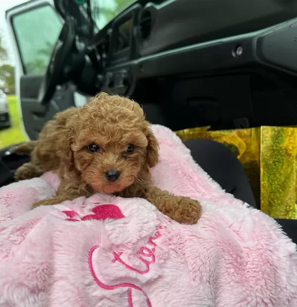Toy Poodle Bebek Köpeklerimiz