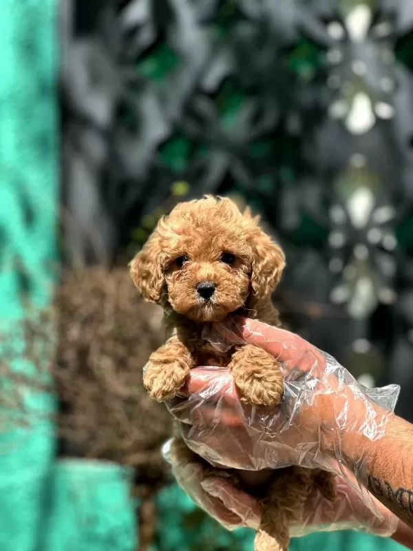 Toy Poodle Bebeklerimiz