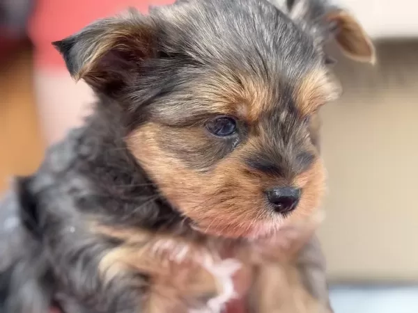Petmode Köpek Çiftliğinde Ziyarete Açık Morkie