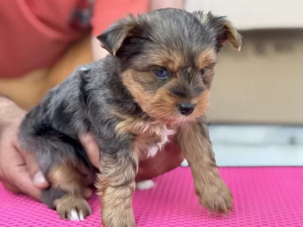 Petmode Köpek Çiftliğinde Ziyarete Açık Morkie