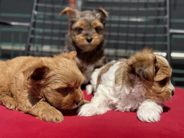 Petmode Köpek Çiftliğinde Ziyarete Açık Morkie