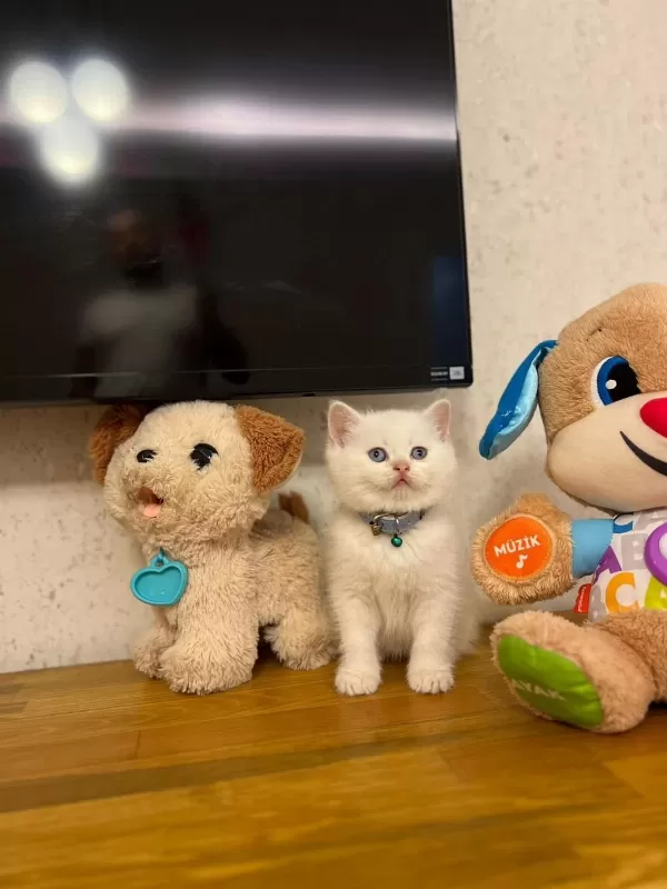 British Shorthair Red Point Yavrularim