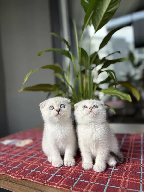 Scottish Fold Silver Yavrularim