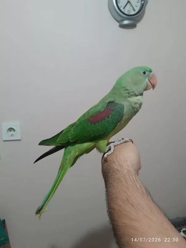 Full Evcil Alexander Papağanı