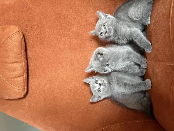 British Shorthair Blue Yavrularim