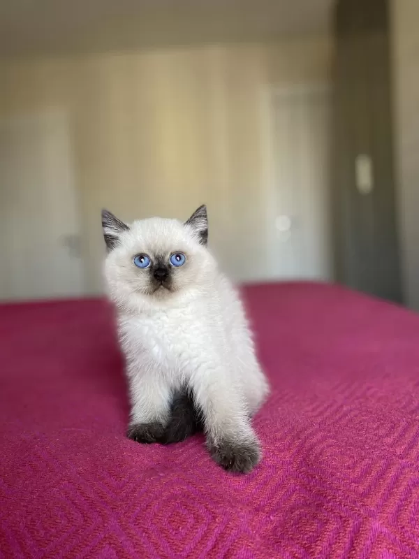 British Shorthair Chocalate Point Yavrularim