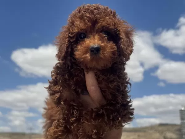 Show Kalite Redbrown Toy Poodle Yavrularımız