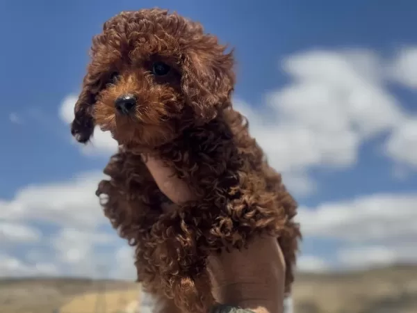 Show Kalite Redbrown Toy Poodle Yavrularımız