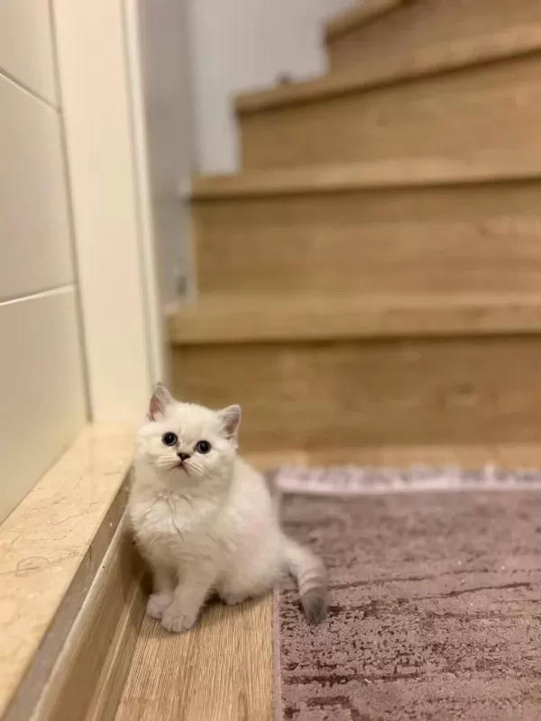 British Shorthair Silver Yavrularim