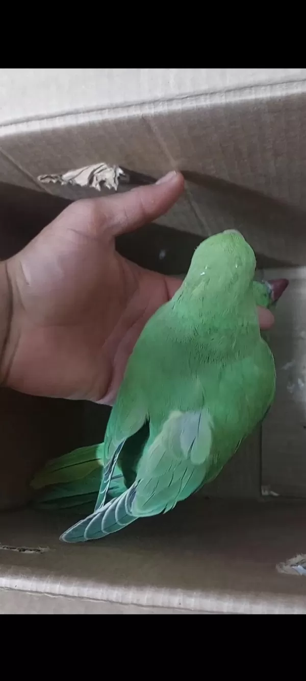 Yeme Yeni Düşmüş Eğitime Açik Yavru Pakistan Papağani