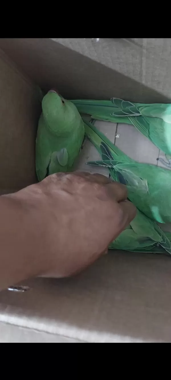 Yeme Yeni Düşmüş Eğitime Açik Yavru Pakistan Papağani
