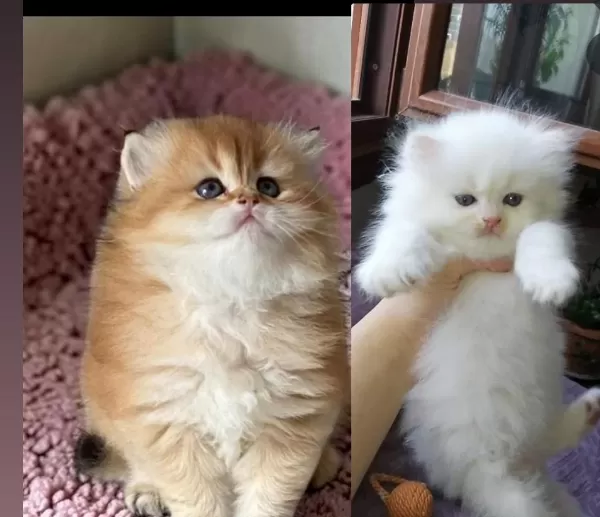 Safkan British Longhair Yavrular