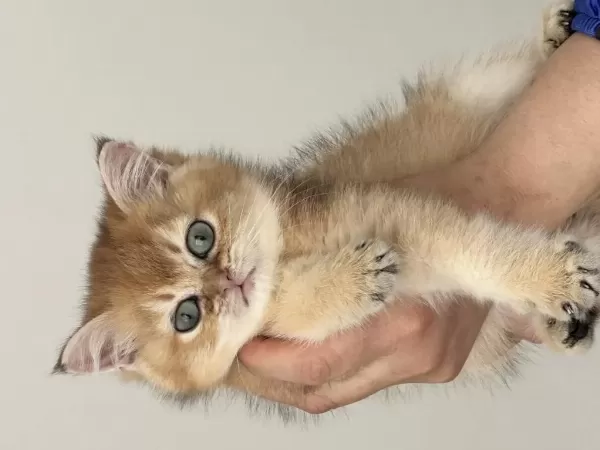 Golden British Shorthair Yavrular