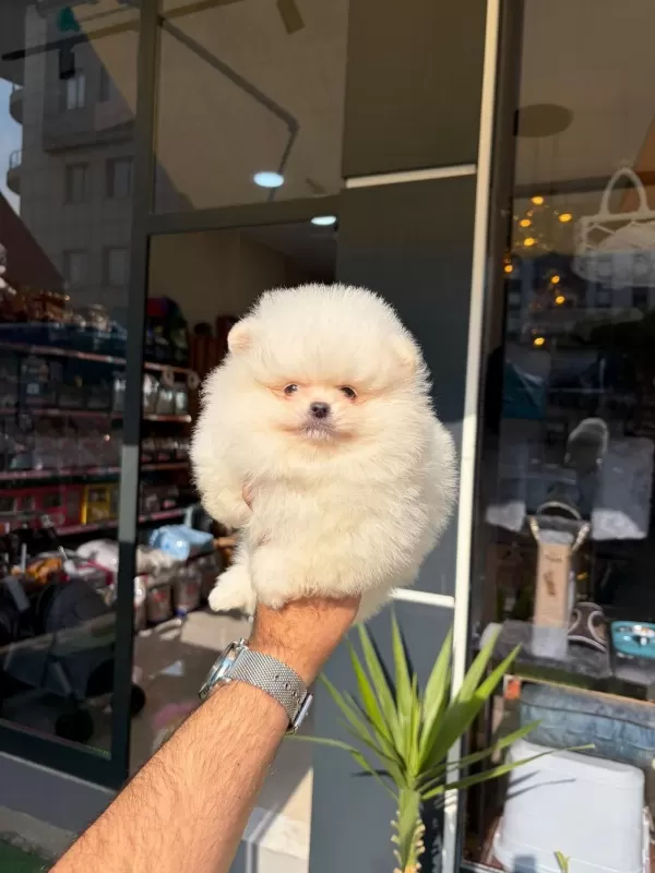 Pomeranian Boo Yavrumuz