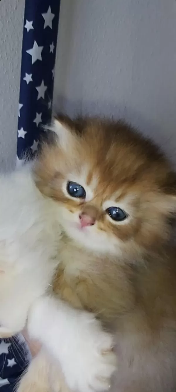 British Shorthair Ve Longhair Golden Ve Point Yavrular